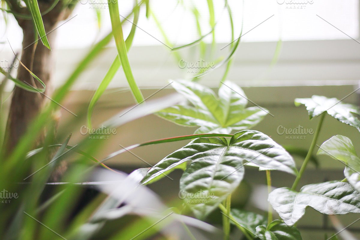 Living with Plants Photo Bundle, a Nature Photo by Wellness Stock Market (Photo 8 of 11)