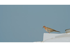 Agra, Uttar Pradesh, India. Motion, an Animal Photo by Our Amazing World