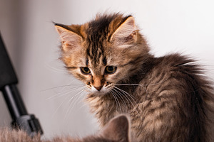 Adorable fluffy kitten with soft brown fur and expressive eyes, looking curious, an Animal Photo by Ales Munt