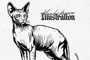 Sphynx Cat Illustration Pack, an Animal Illustration by Tekuni (Thumbnail 3 of 14)