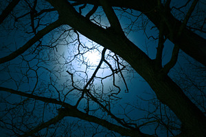 Moonlight featuring moonlight, fullmoon, and moon