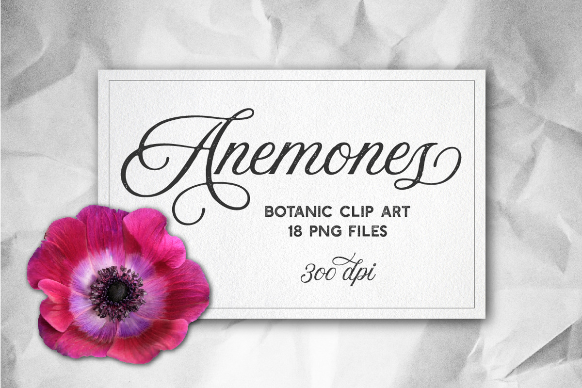 Anemone Flower ClipArt - Specimens, an Object Graphic by Turning Moss (Photo 4 of 7)