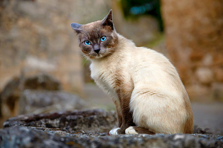 Pets and pedigree animals concept -, an Animal Photo by Perpis