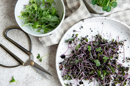 Assortment of micro greens on wooden table, a Food & Drink Photo by Olena Rudo