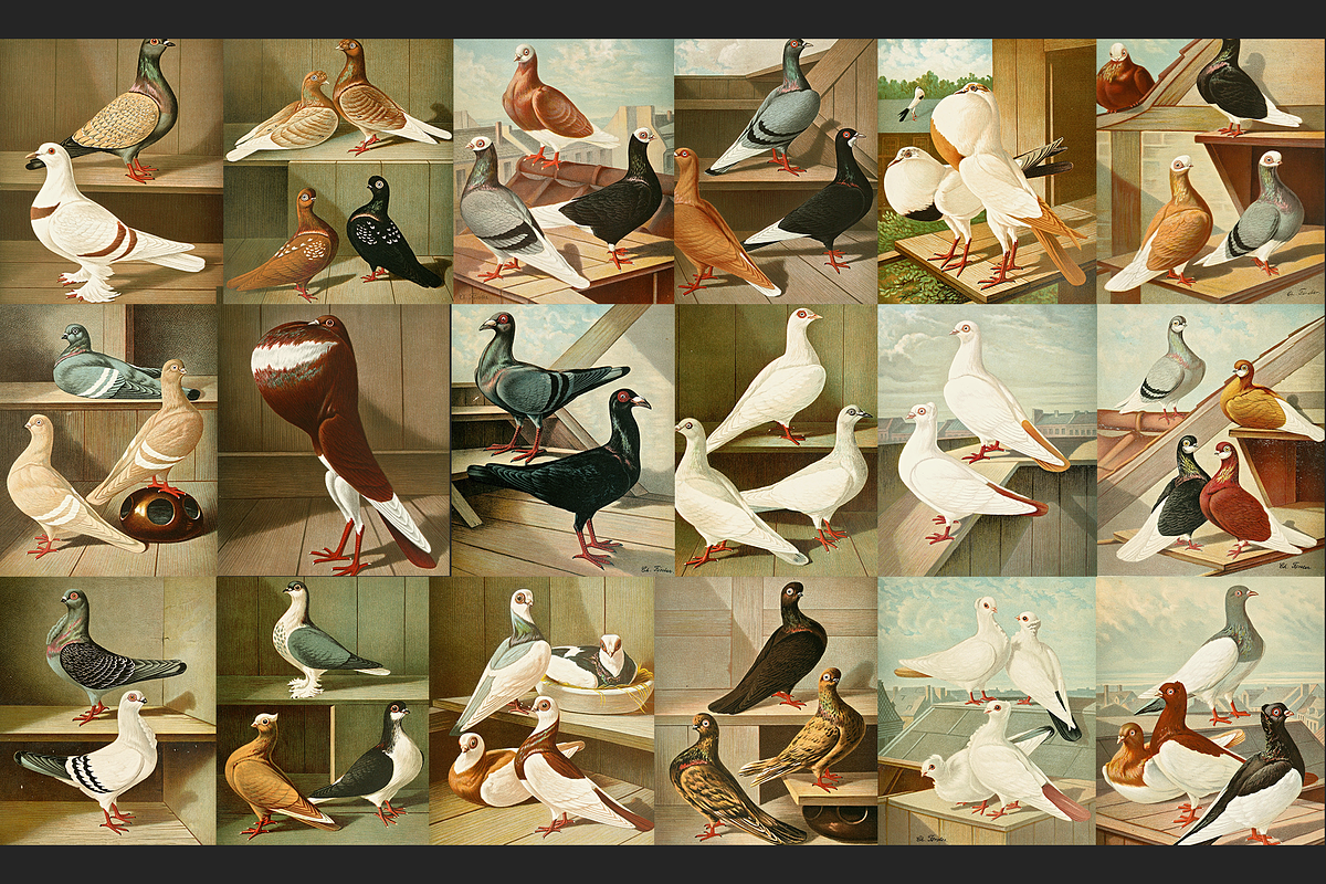 Illustrirtes Mustertauben-Buch, an Animal Illustration by Digital Museum (Photo 5 of 9)