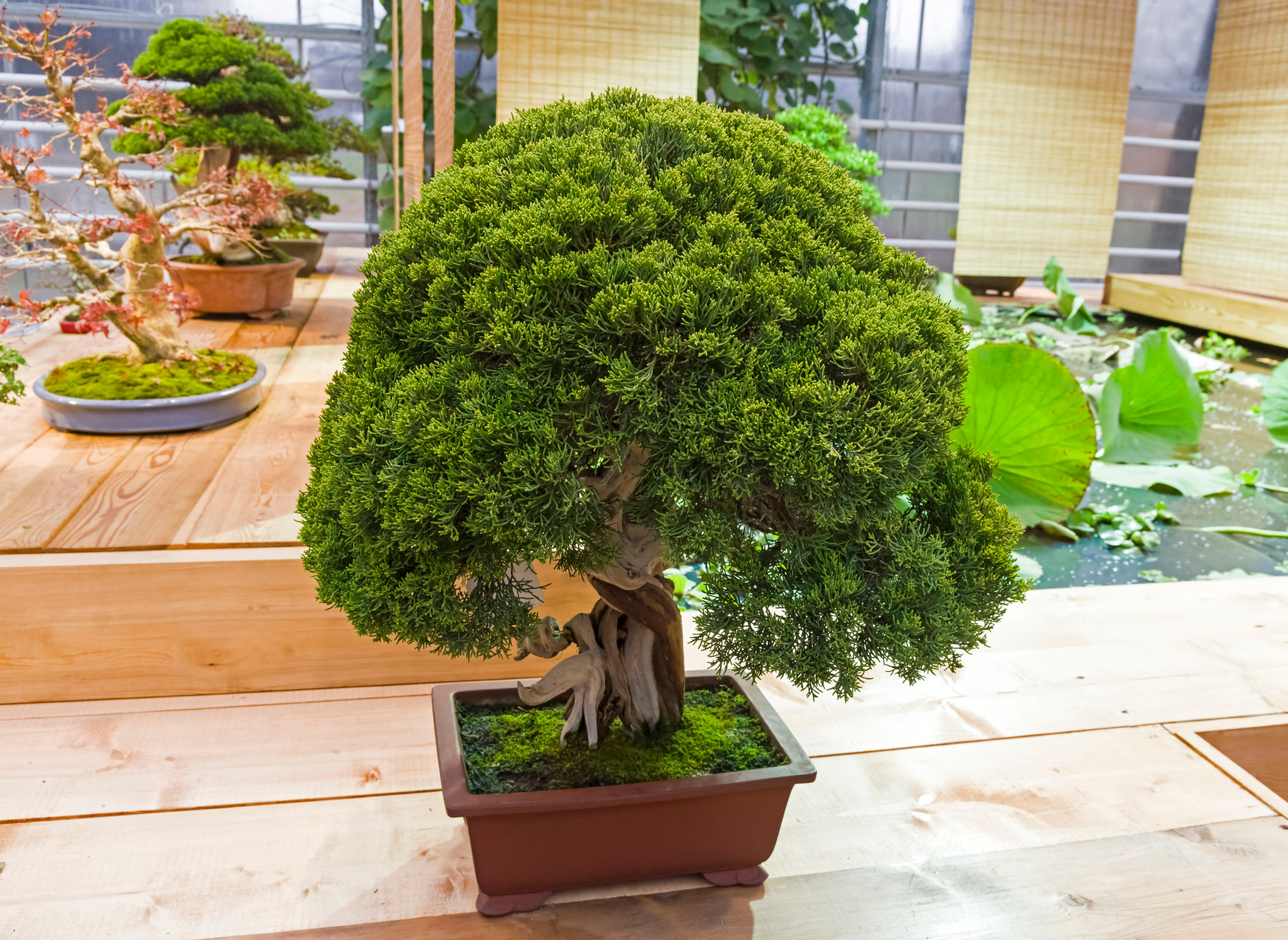 Bonsai tree chinese juniper featuring juniperus chinensis, juniperus ...