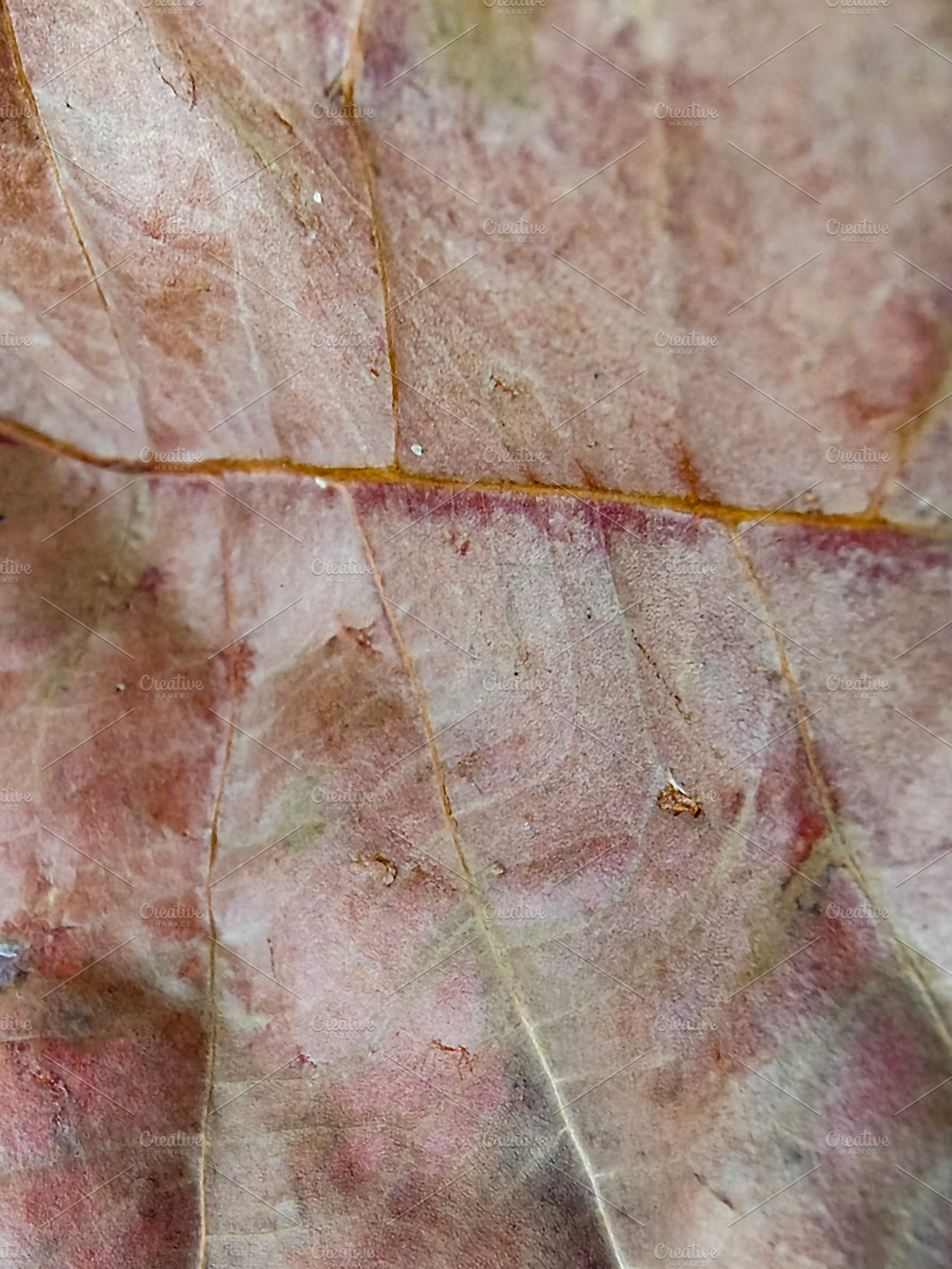 Closeup detail dry leave texture, a Person Photo by DanFLCreativo