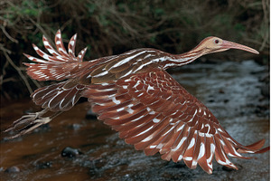 High angle view of a beautiful, an Animal Photo by ZinetroN
