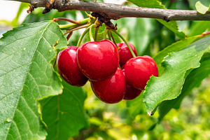Fresh Red Cherries On Cherry Tree