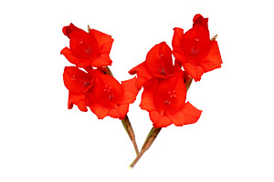 Red flowers petals close-up, a Nature Photo by Pakosta