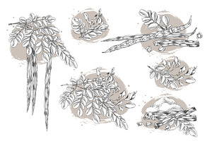 Moringa oleifera composition sketch, a Food Illustration by Sabelskaya