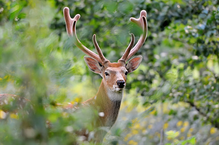Deer featuring deer, nature, and wildlife, an Animal Photo by Byrdyak