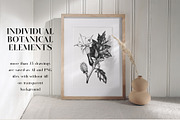 Medicinal Herbs Vector Bundle, a Healthcare Illustration by Yevheniia (Thumbnail 6 of 8)
