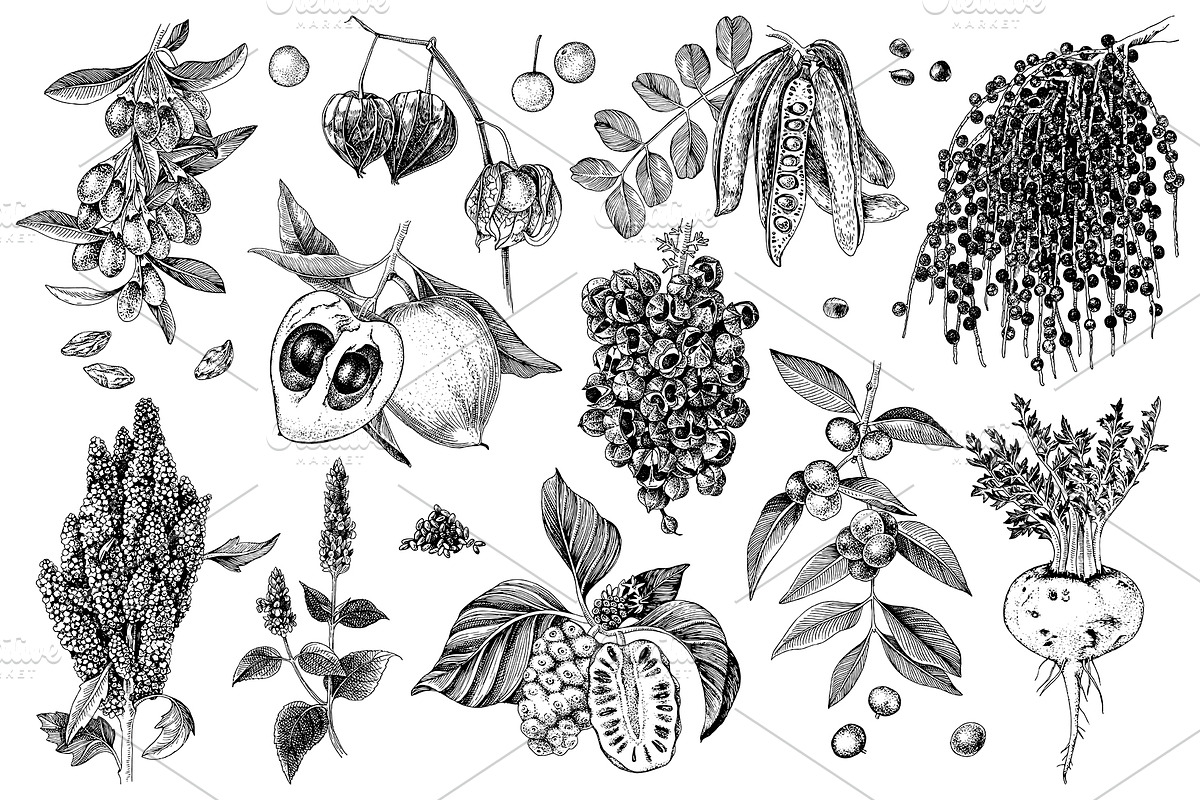 Hand drawn superfood set, a Food Illustration by handsketched (Photo 7 of 10)