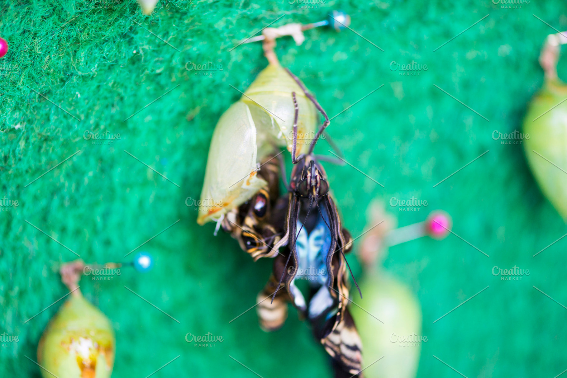 Birth of a butterfly featuring pupae, butterfly, and chrysalis, an Animal Photo by Arnaufoto