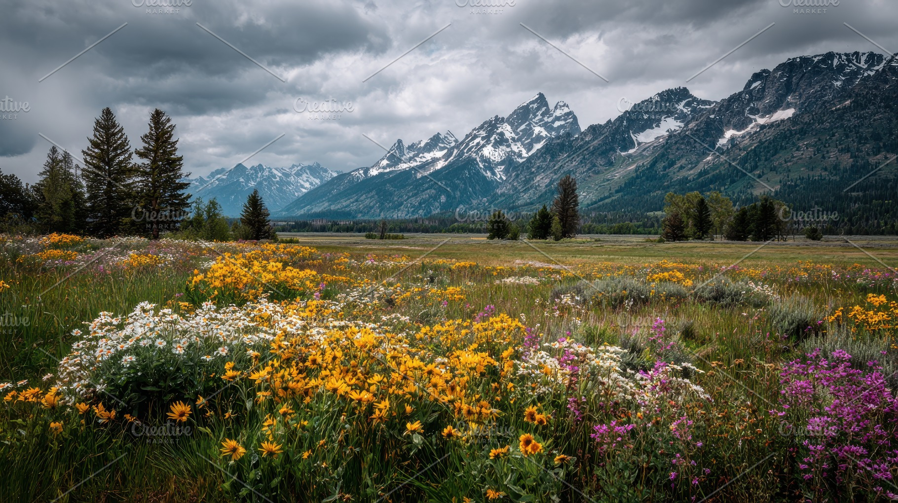 Wildflowers grow in a field, a Photo by Pavel_design
