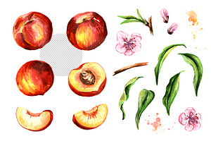 Peaches. Watercolor Collection