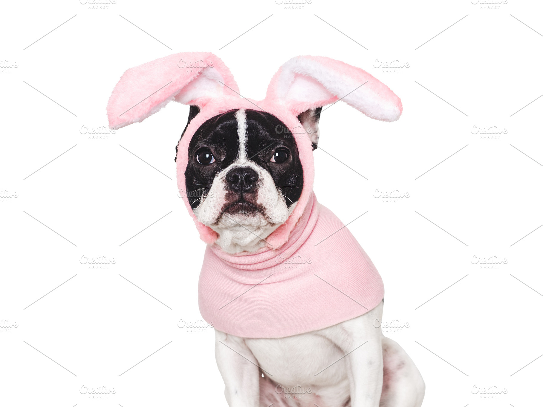 Lovable, pretty puppy and bunny ears. Close-up, an Animal Photo by Svetlana Barchan