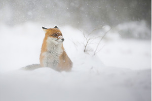 Red fox sitting on snow land in