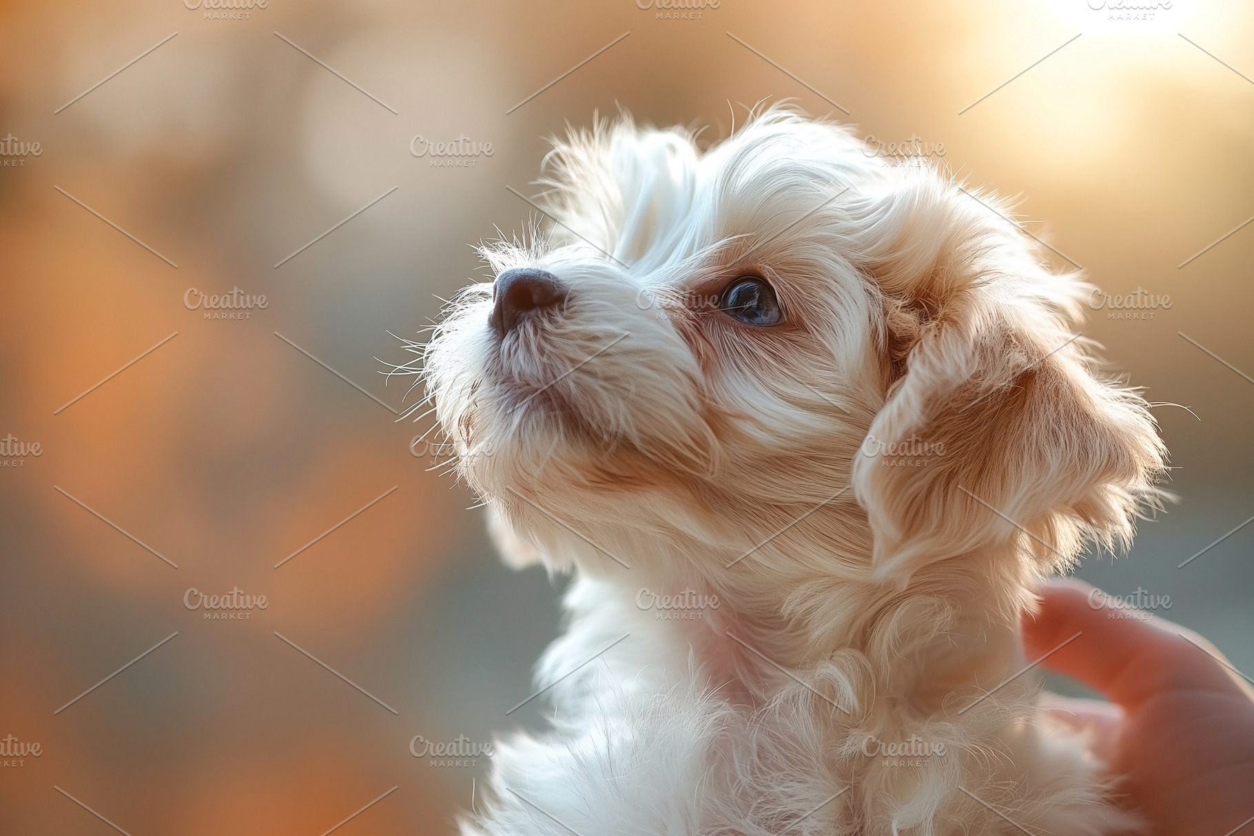 Adorable small dog gazing into the distance, showcasing soft fur and expressive, an Animal Photo by ImageMir