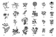Set 40 hand drawn plants., an Object Graphic by MarinaVorontsova (Thumbnail 3 of 8)