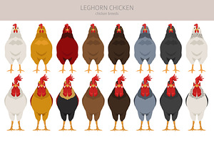 Leghorn Chicken Breed Clip Art