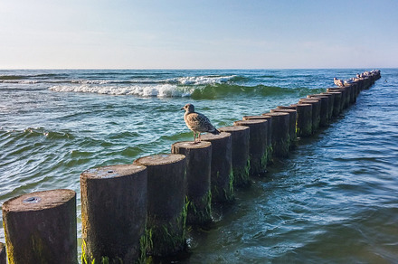 abandoned seagull