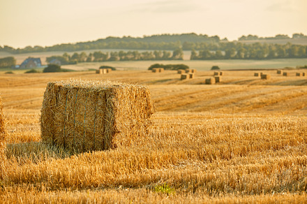Harvest, a Photo by Peopleimages.com