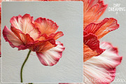 Delicate Silk Poppy Embroidery Art, a Decorative Illustration by yahu88studio (Thumbnail 3 of 7)