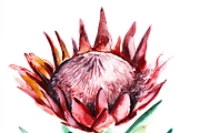 Watercolor Fynbos Flowers, a Decorative Illustration by Karliefie (Thumbnail 7 of 7)