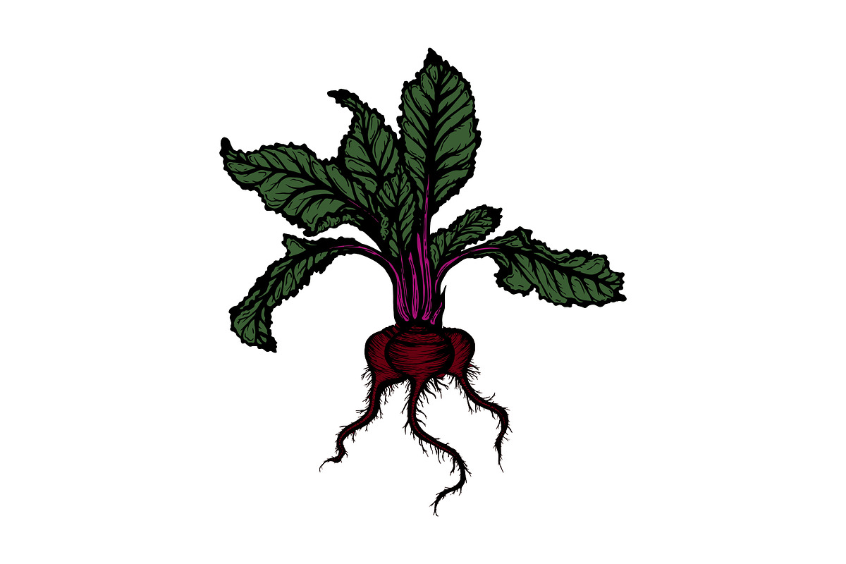Hand Drawn Vector Beet Graphics, a Food Illustration by Dorey Kronick Art&Design (Photo 5 of 7)