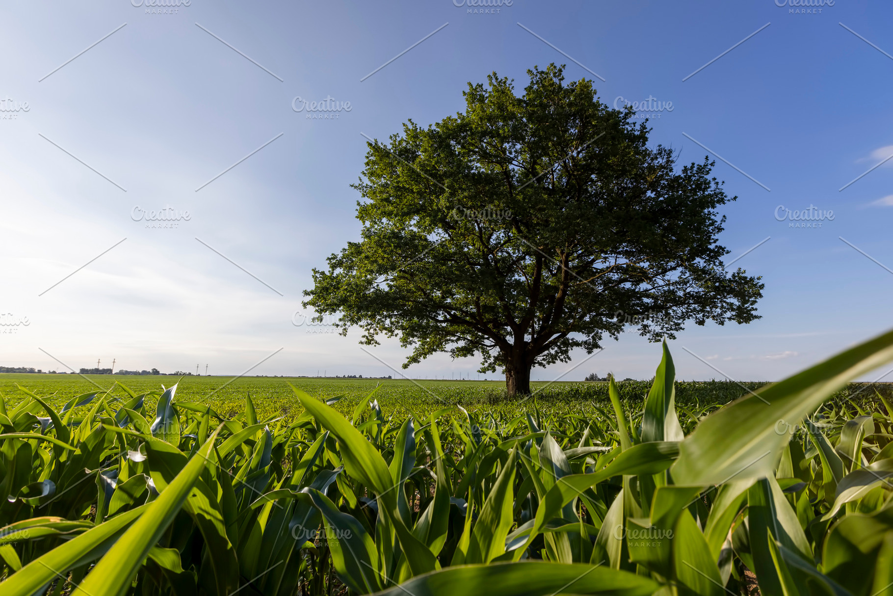 one oak in the summer in a field, a green oak in green corn on a blue sky, side, a Photo by rsoollAI