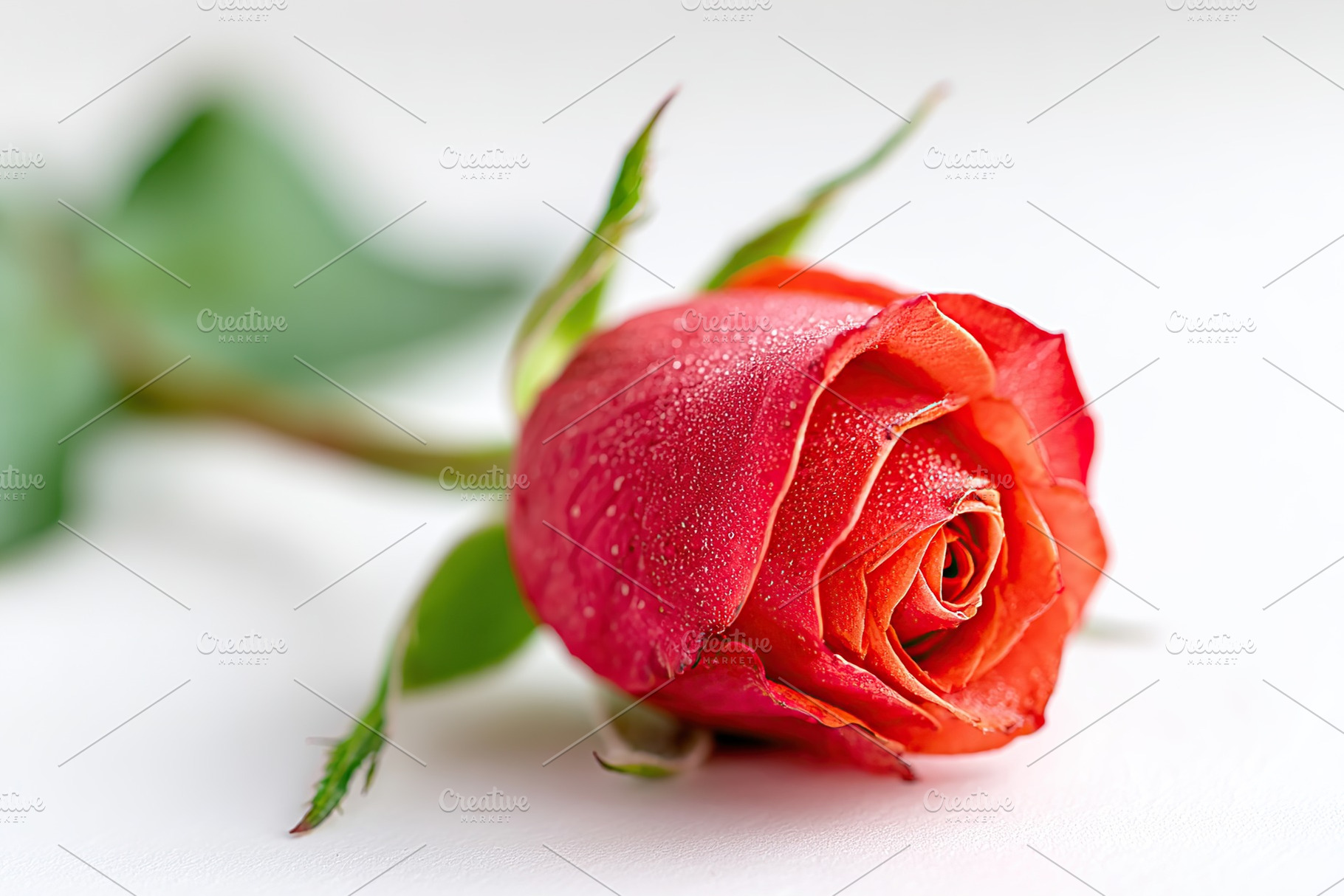 Vibrant red rosebud with dewdrops resting on a white surface during morning lig, a Nature Photo by AlyaAnd