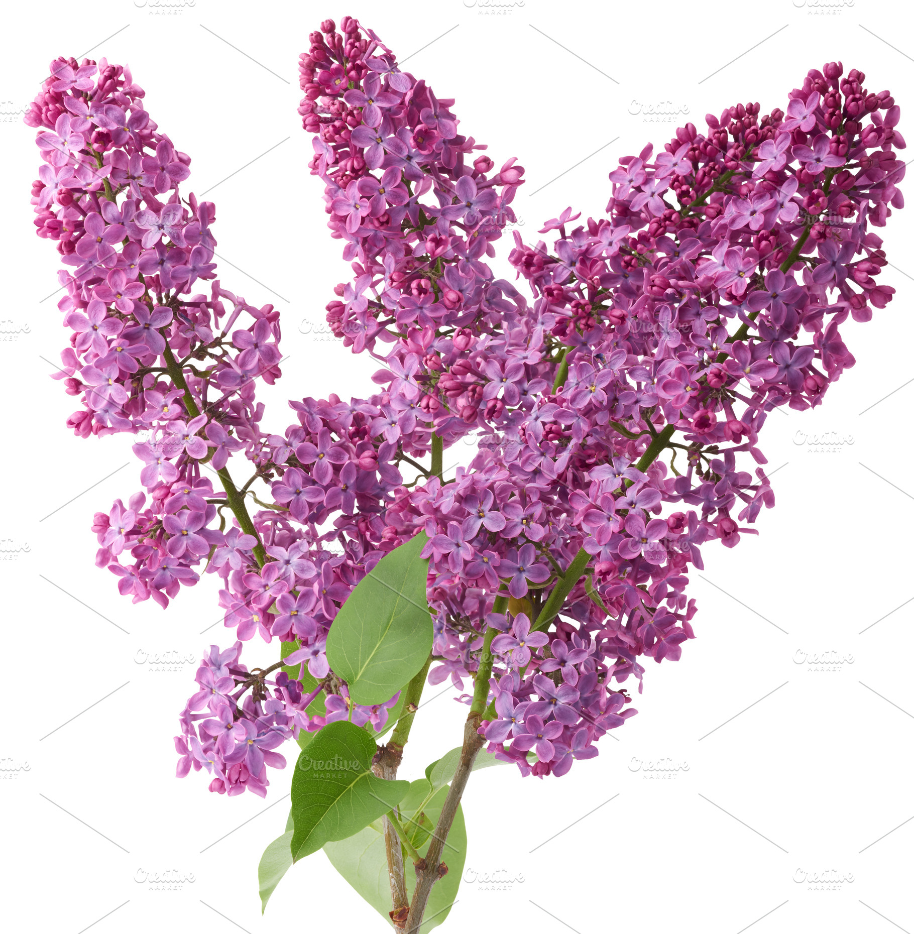 Bouquet of purple lilac flowers with green leaves, isolated back, a Nature Photo by ndanko