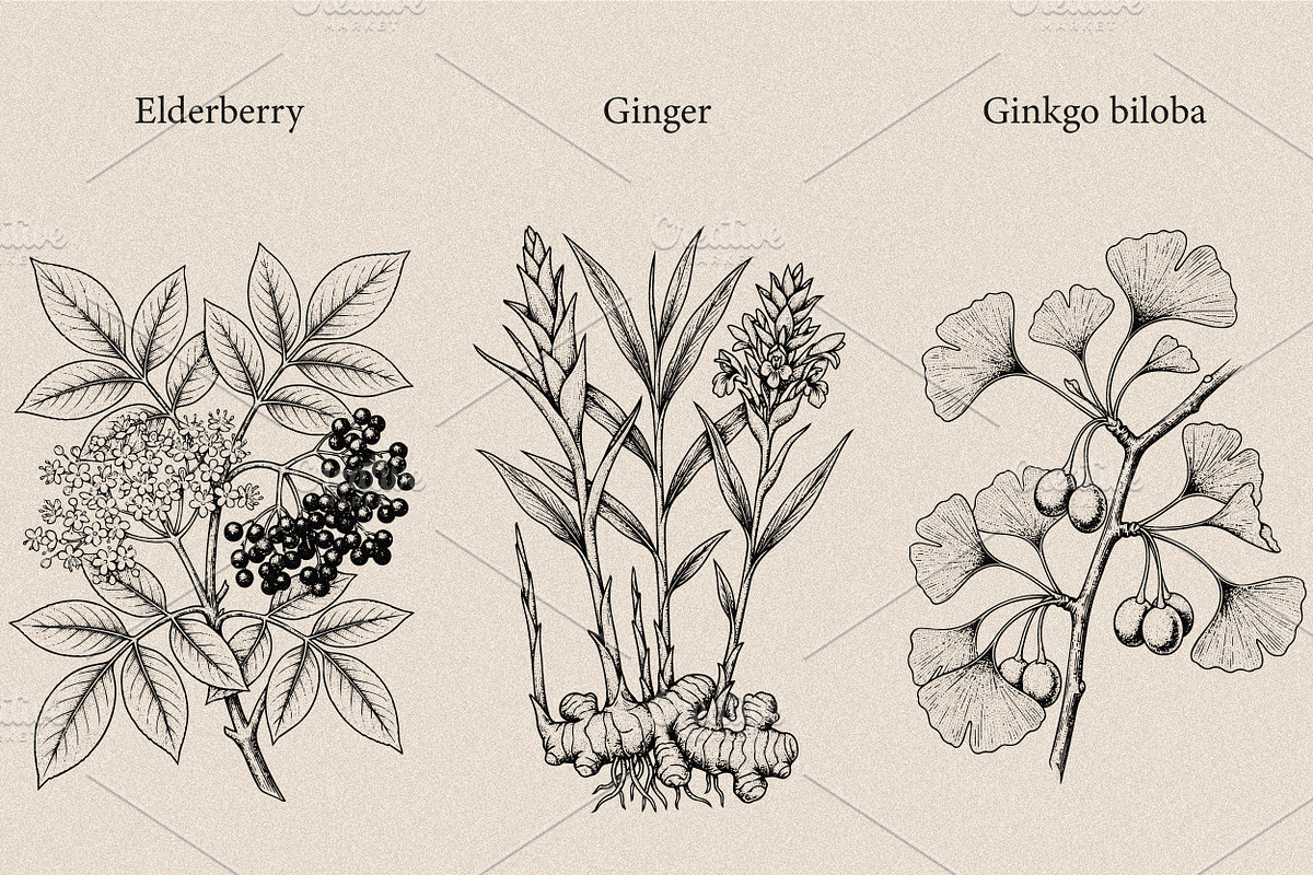 30 Medicinal Herbs & Plants, a Decorative Illustration by Gonez Studio (Photo 5 of 19)
