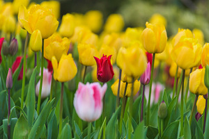 Tulip flowers 23 featuring garden