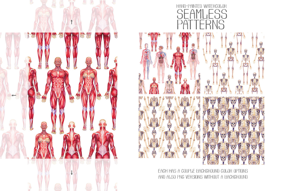 Watercolor anatomical body charts, a Healthcare Illustration by Ekaterina Glazkova (Photo 7 of 8)