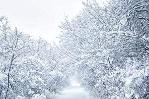 Snow in the woods stock photo containing snow and winter