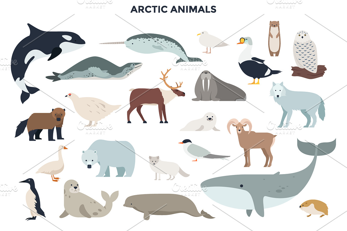 187 Animals Of The World, an Animal Illustration by Andrew Kras Design (Photo 11 of 15)