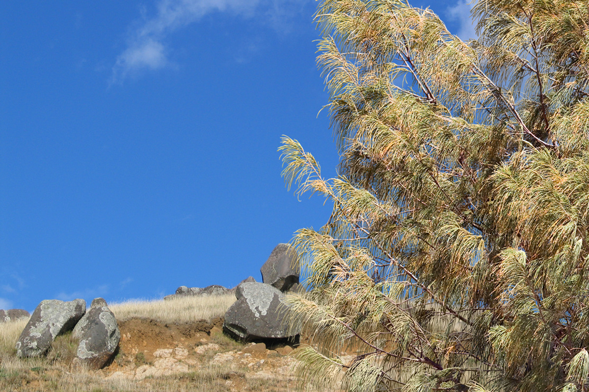 10 PSD Trees Collection 2 preview 4