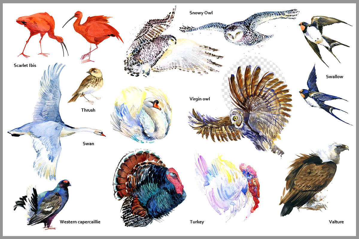 Watercolor Birds collection PNG, an Animal Illustration by FineArt (Photo 6 of 7)