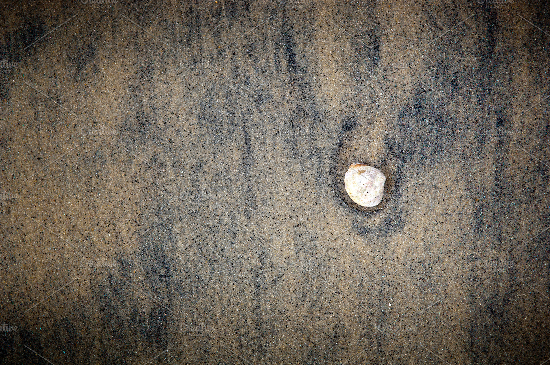 Shell on Black Sand Background, a Nature Photo by THP Creative