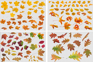 Fall Leaves Collection