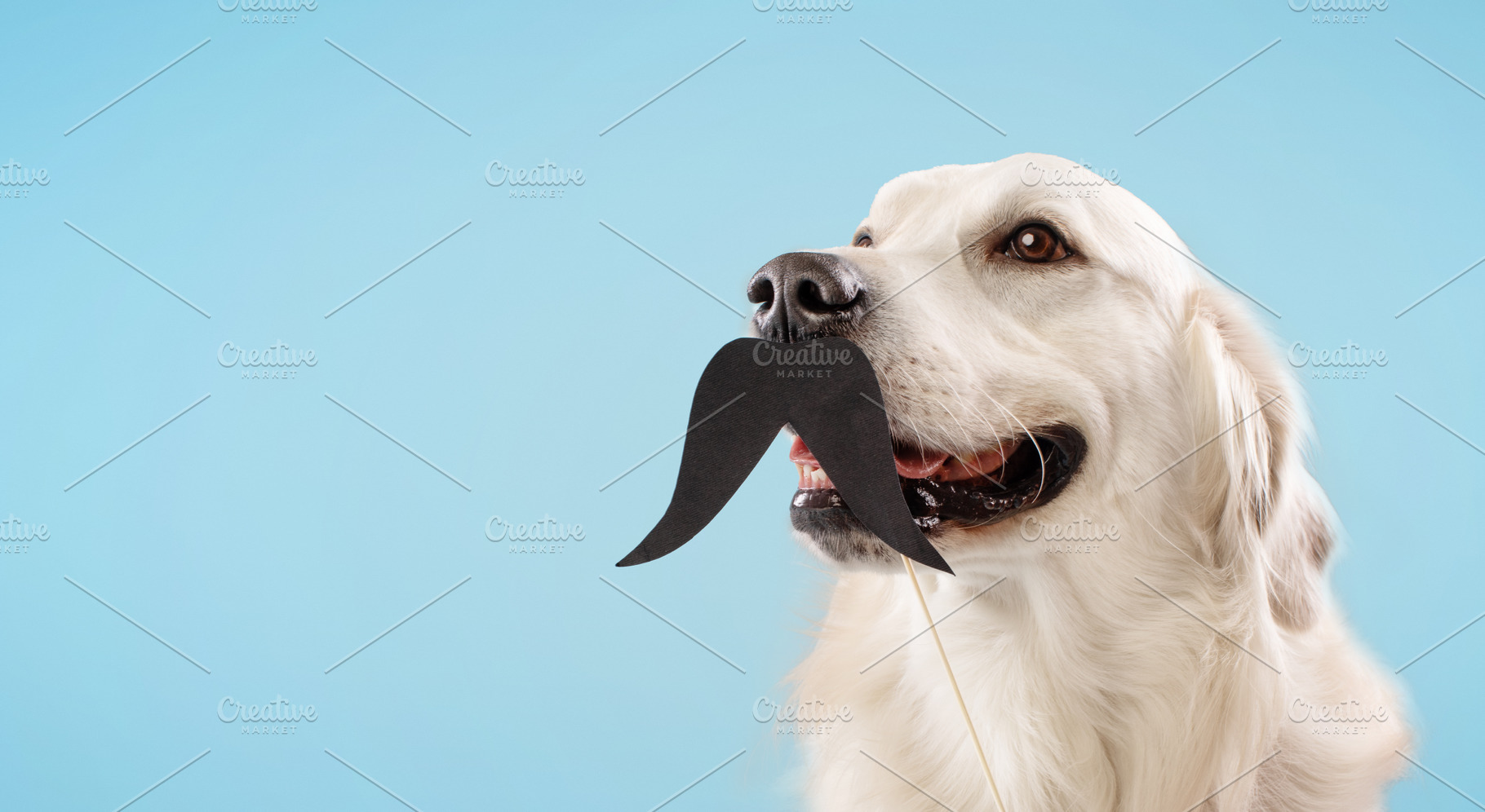 Portrait of golden retriever dog with black fake mustache on stick isolated ove, a Photo by Prostock-Studio