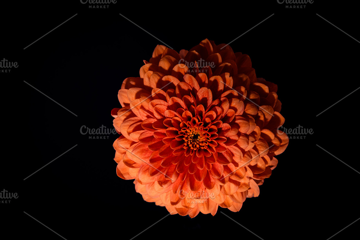 Moody Botanical Chrysanthemum Photos, a Nature Photo by Silent Nature (Photo 2 of 6)