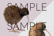 New Zealand Native Bird Clipart, an Animal Illustration by Pawcasso's Portraits (Thumbnail 5 of 9)