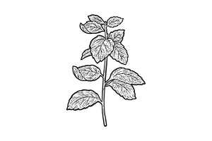 Mint Mentha Plant Sketch Engraving