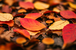 Colorful autumn leaves with small mu, a Nature Photo by professorinc