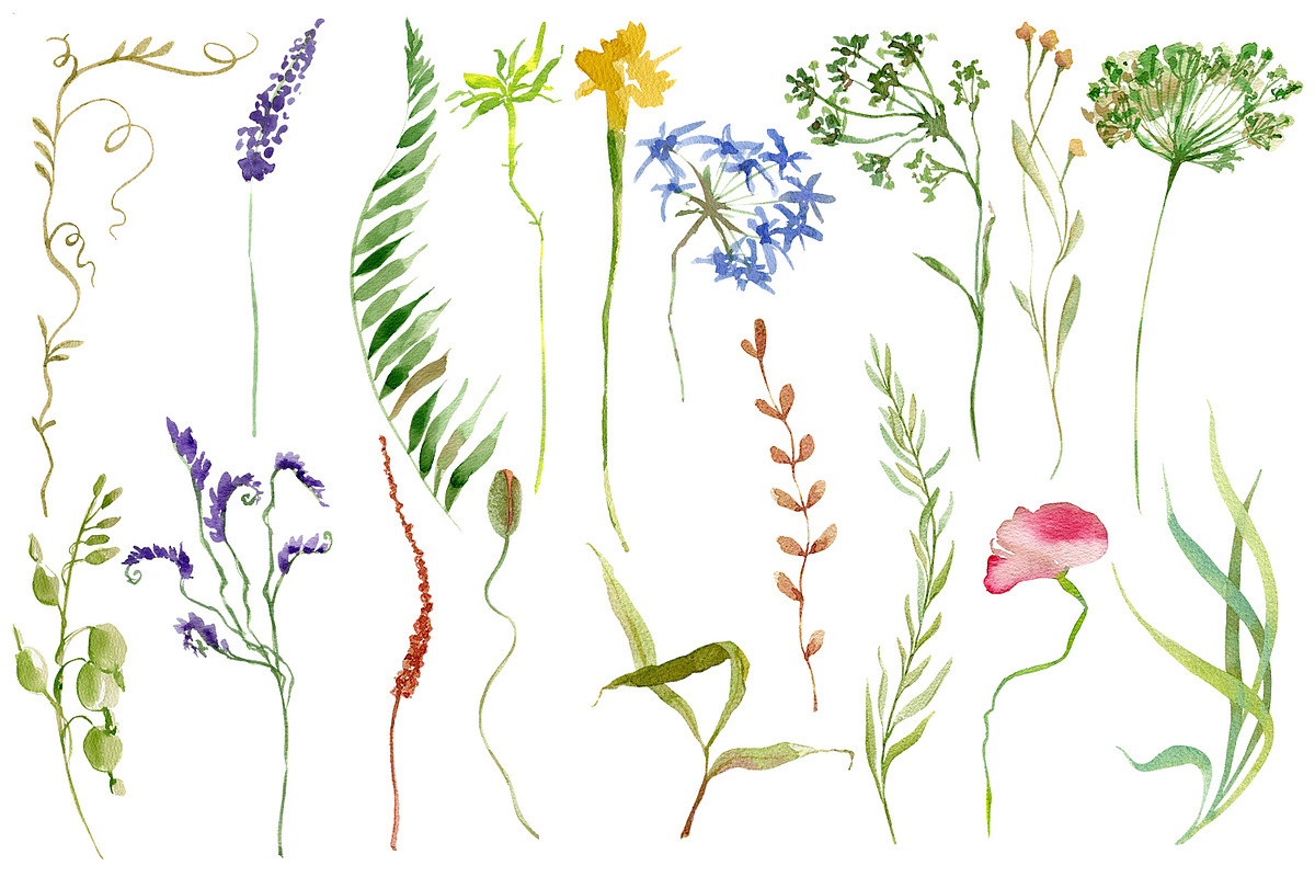 Nature Collection watercolour flower, a Decorative Illustration by ElenazlataArt (Photo 3 of 8)