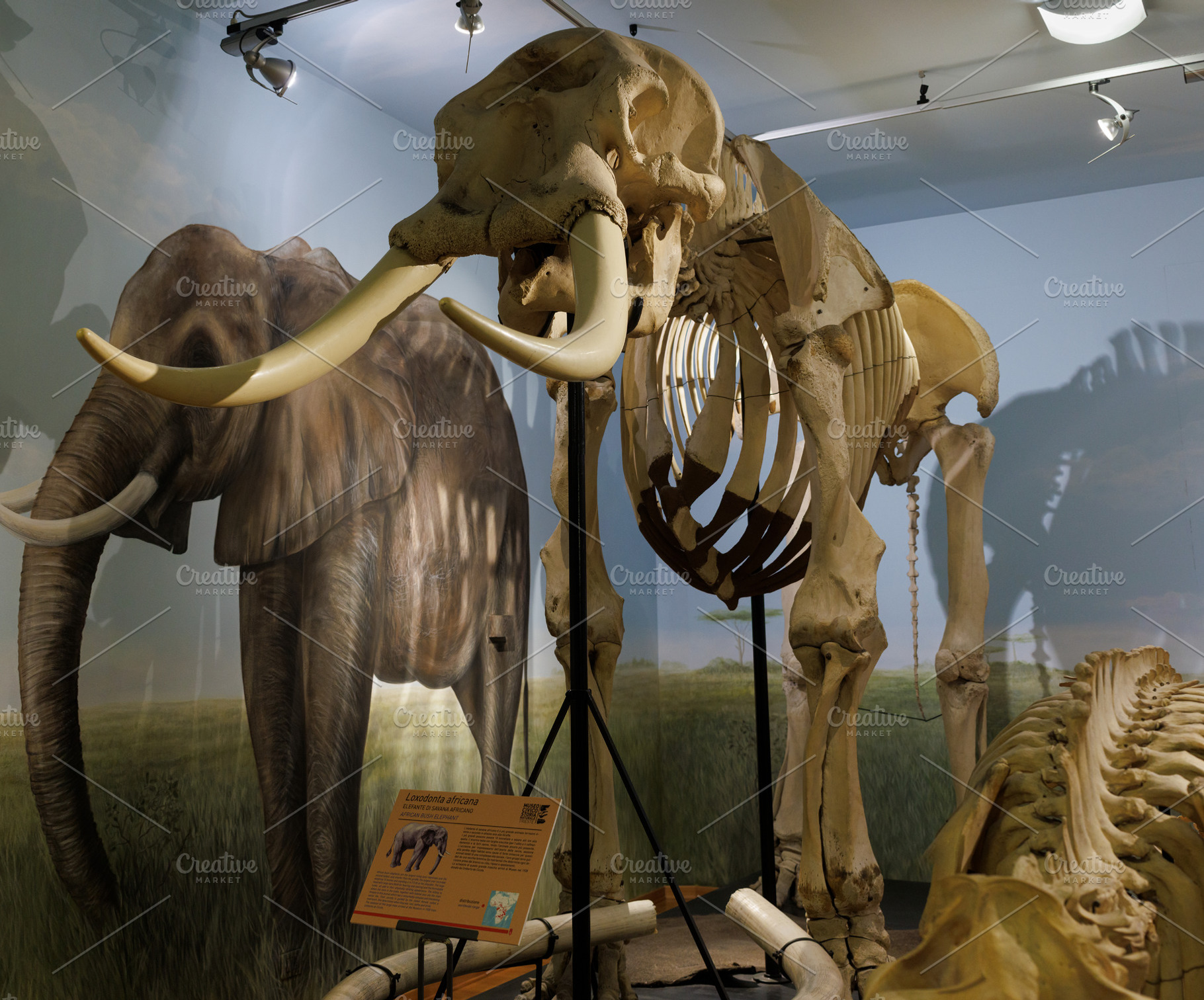 Skeleton of Loxodonta africana, African bush Elephant, a Photo by Bepslabor